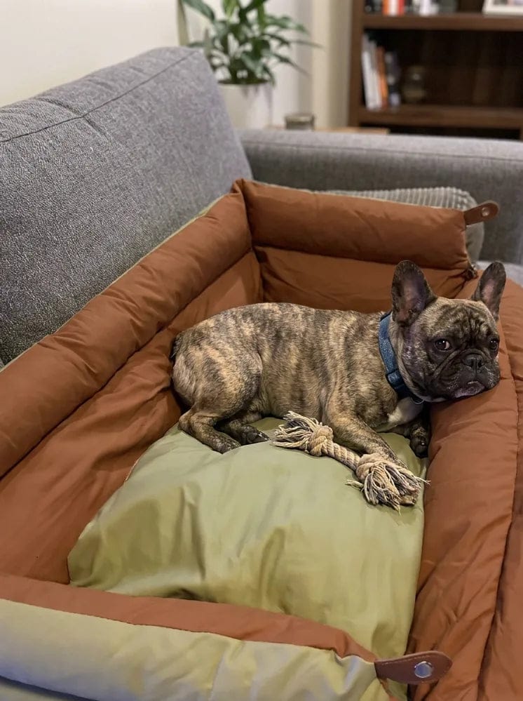 Customer photo review of Siège auto pour grand chien