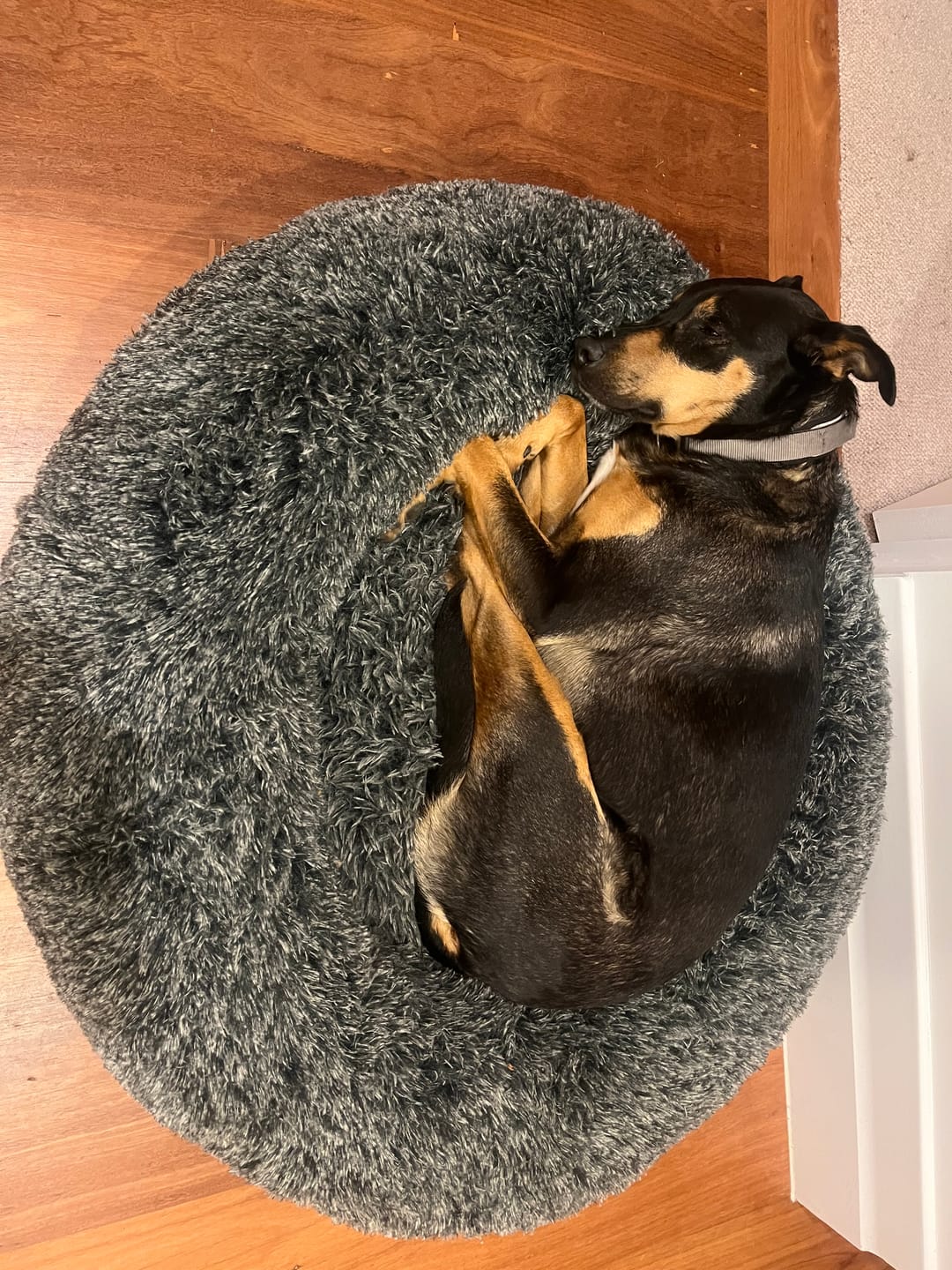 Customer photo review of Premium Calming Pet Bed with Removable Cover