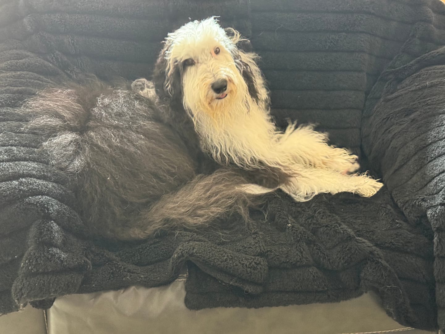 Customer photo review of 100% USA Turkey Tendons Delicious Grain-Free Reward Snack