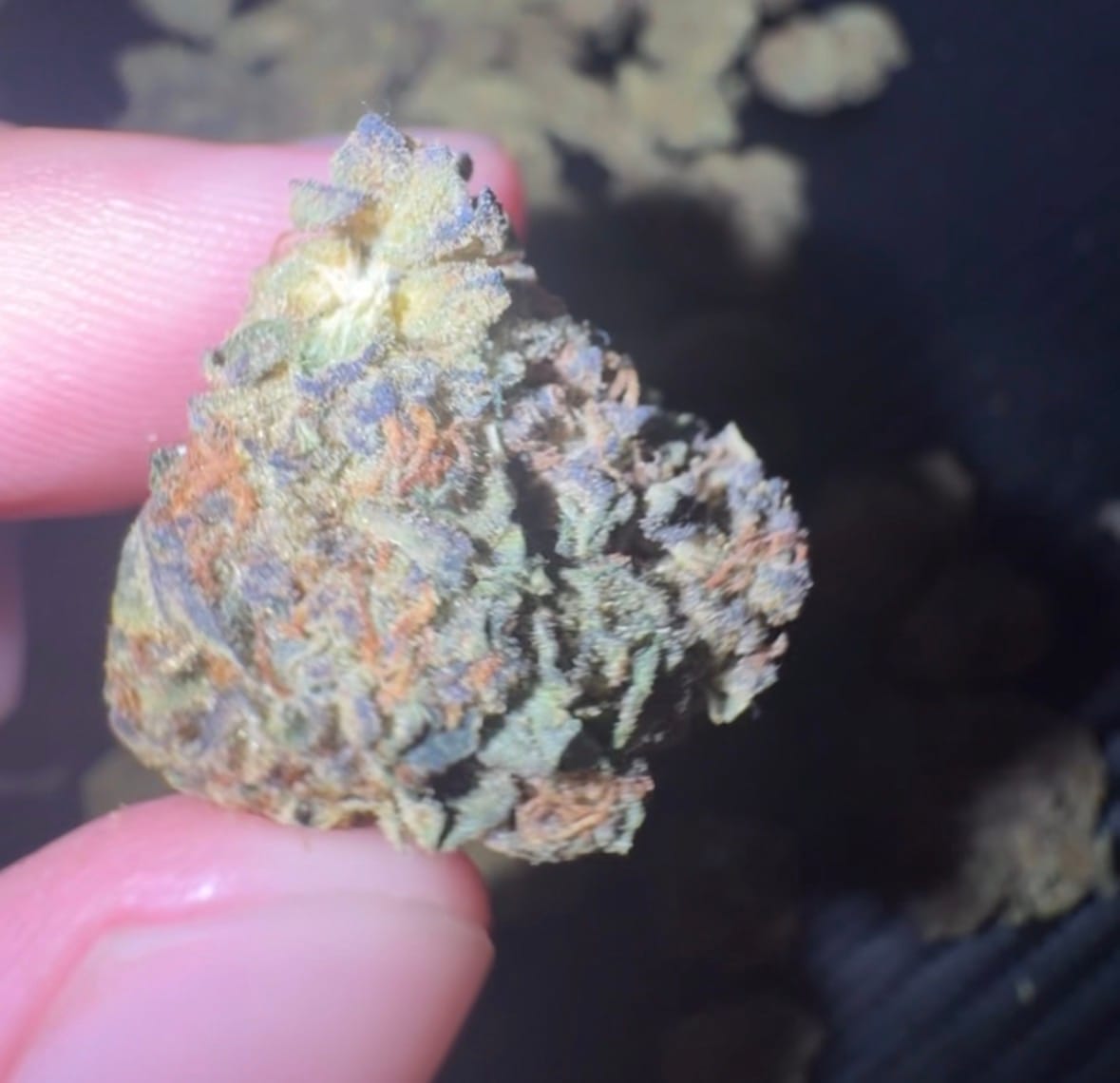 Customer photo review of AVENTUS8 THC-A FLOWER ICE CREAM CAKE 28G -  1 ounce