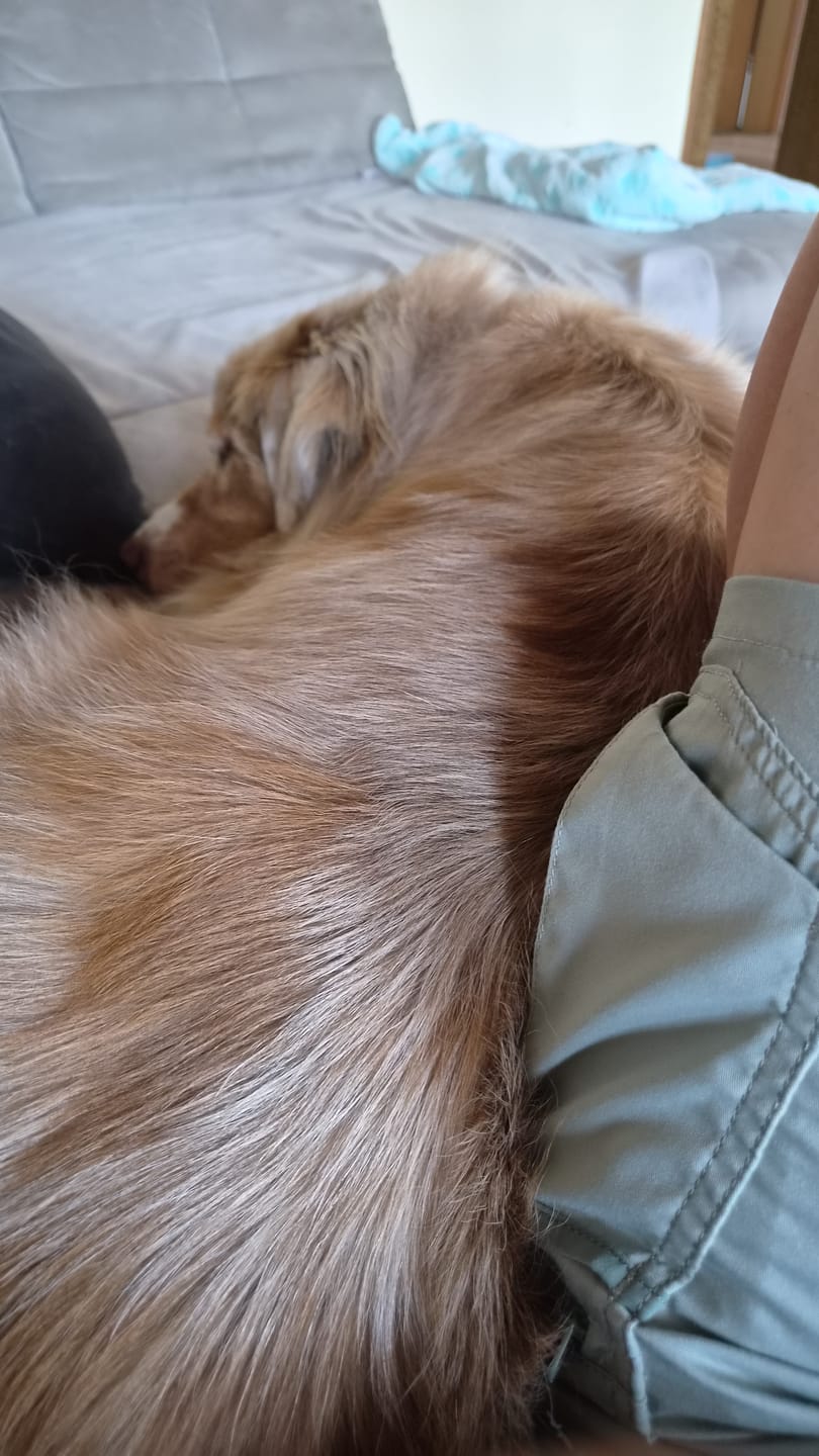 Customer photo review of 10% CBD Tropfen für Hunde