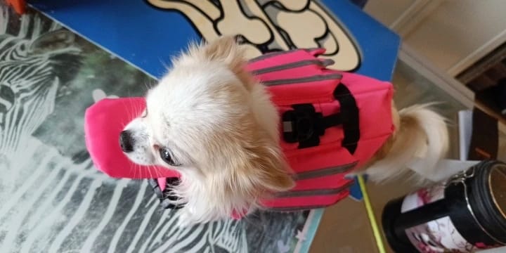 Customer photo review of AquaPawz™ Dog Life Jacket