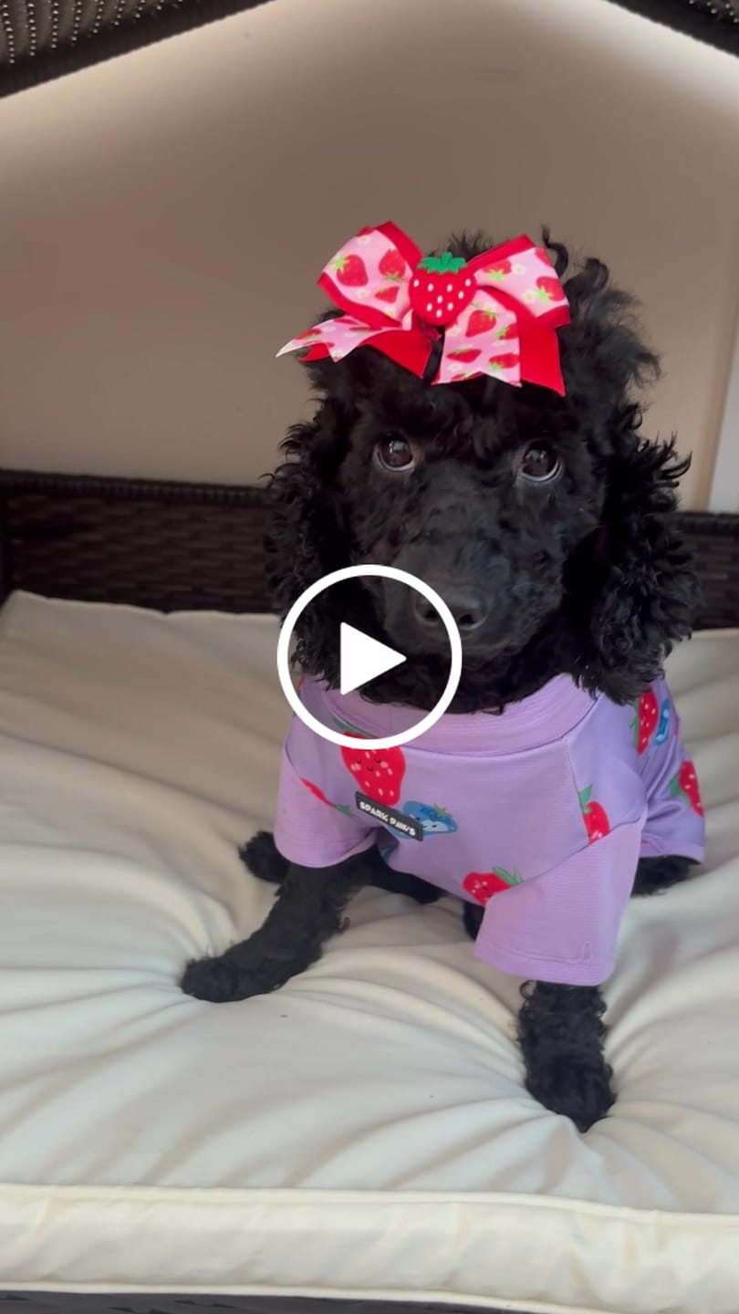 Customer video review of Sunblock Dog T-Shirt - Berries