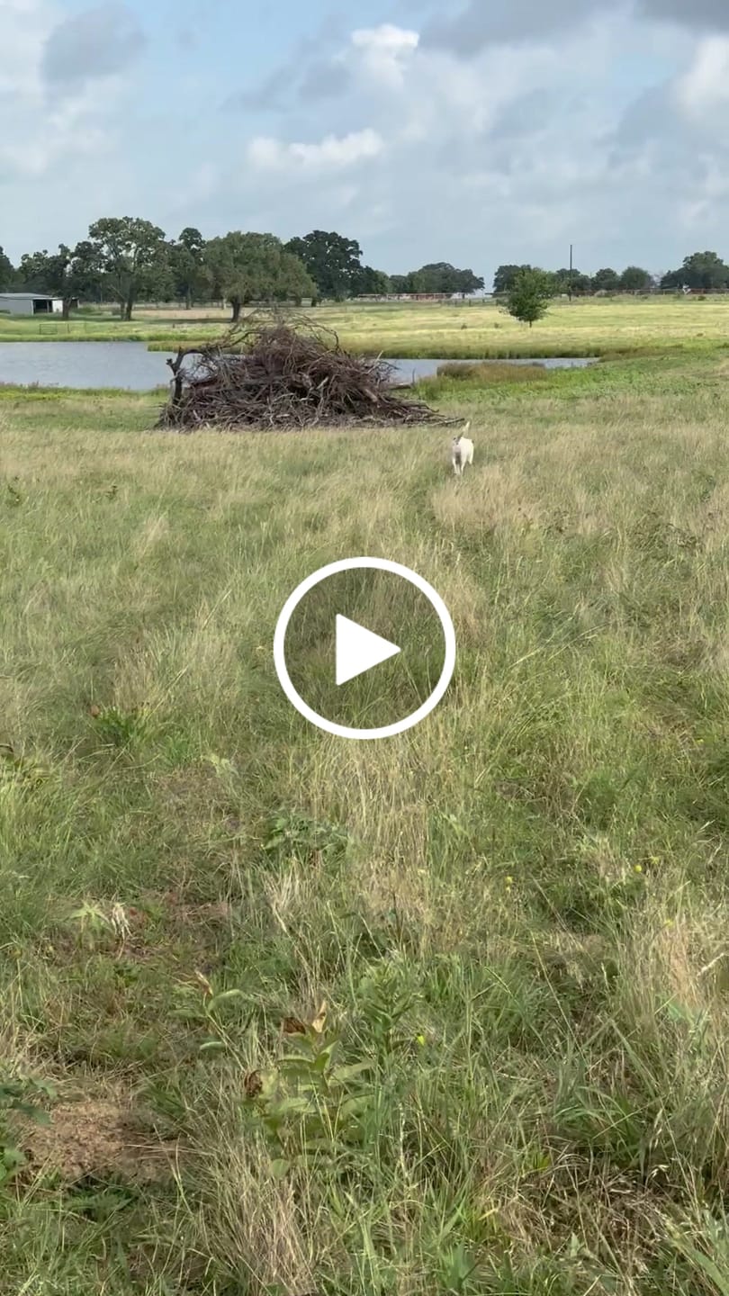 Customer video review of OptiWize Collagen +Plus Dog and Cat Joint Health Supplement