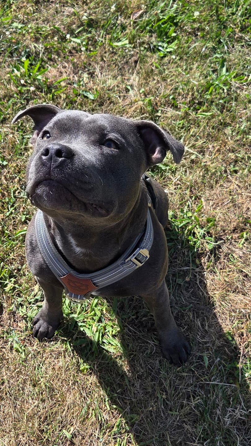 Customer photo review of Staffordshire Bull Terrier 1935® Harness & Leash Set - Grey