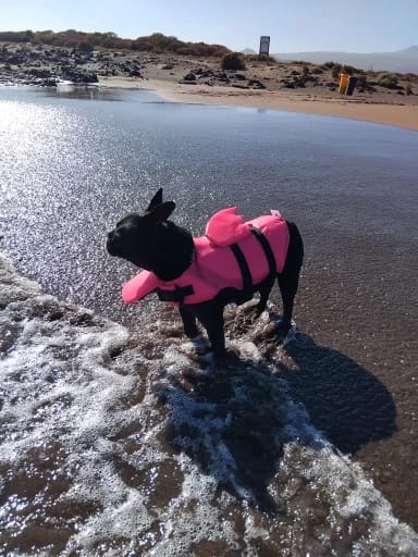 Customer photo review of AquaPawz™ Dog Life Jacket