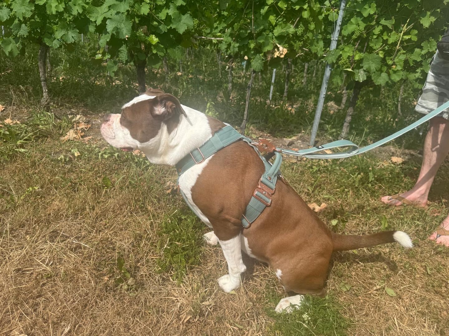 Customer photo review of Easy Walk Extreme Rose Pastel Green - Sele med snabbspänne