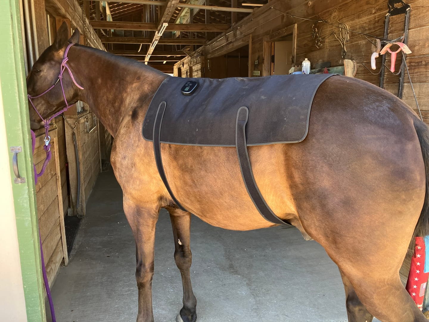 Customer photo review of HorseHalo™ HaloBack