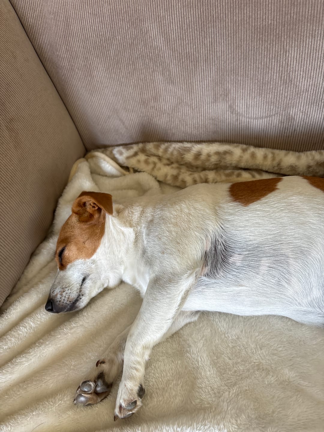 Customer photo review of ComfyRug Nordic Leo – Stilig og vanntett hundeteppe i moderne design