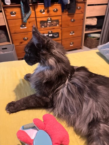 Le magnifique chat Maine Coon d'un client, avec de longs poils sombres, allongé sur une couverture.