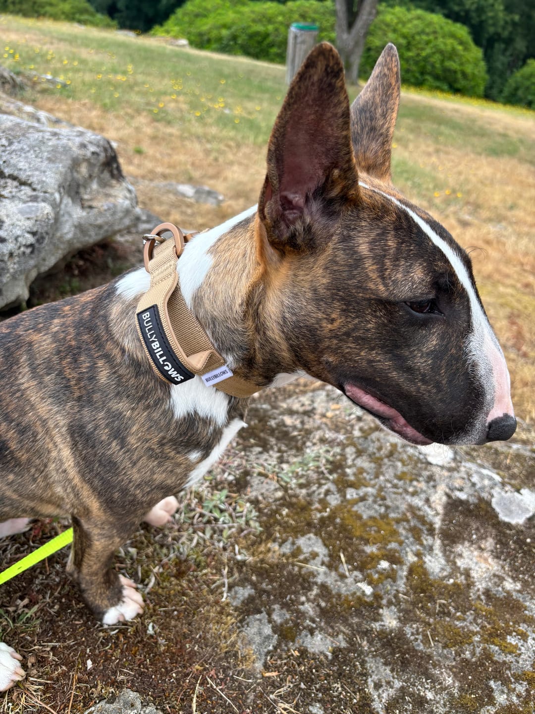 Customer photo review of 2.5cm Lighter Combat® Collar | With Handle & Secure Clip - Tan x Tan