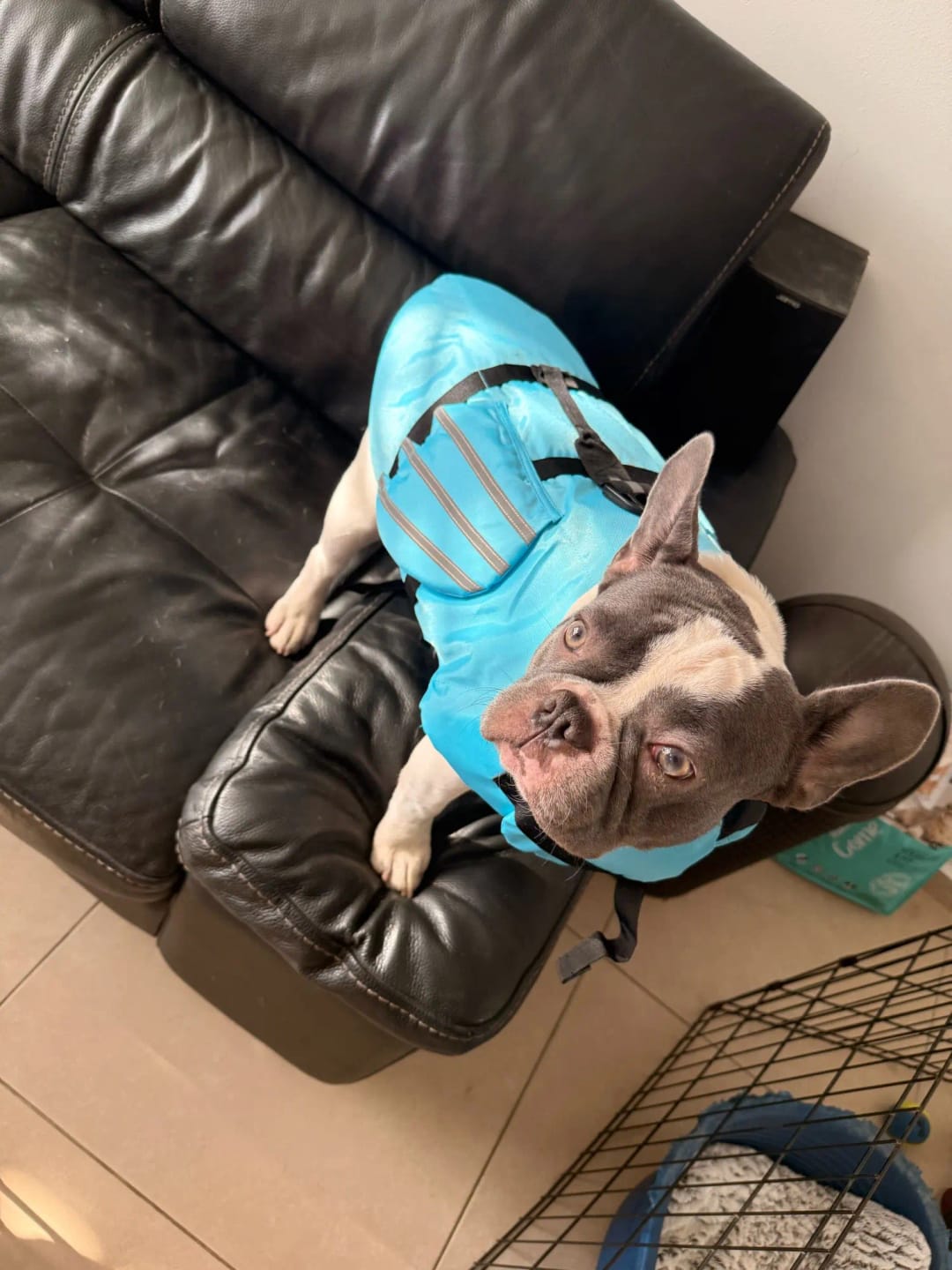Customer photo review of AquaPawz™ Dog Life Jacket