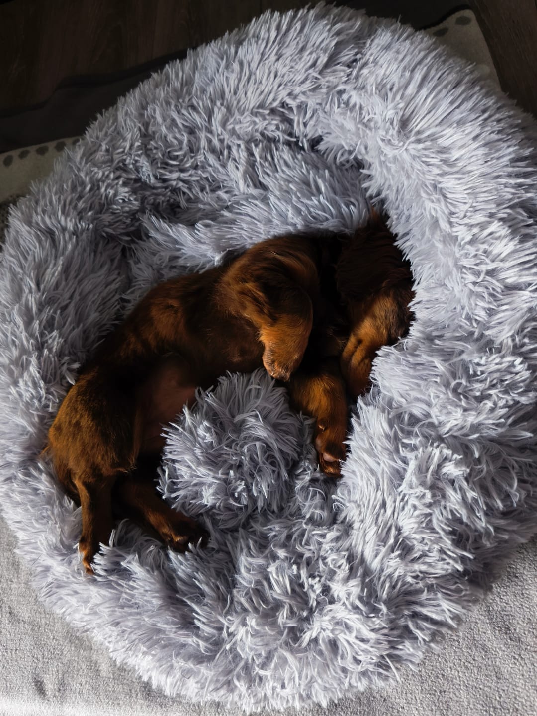 Customer photo review of Puppery Hundebett Wolke 7 - Das Original