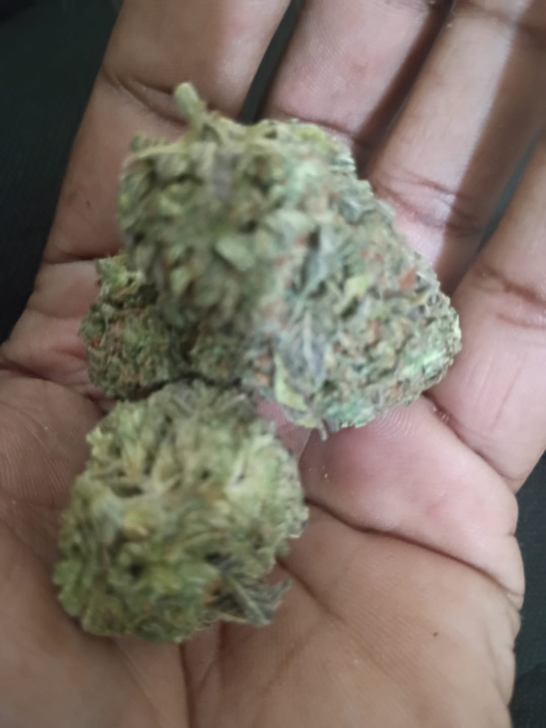 Customer photo review of Lions Cake - Bulk - Hybrid