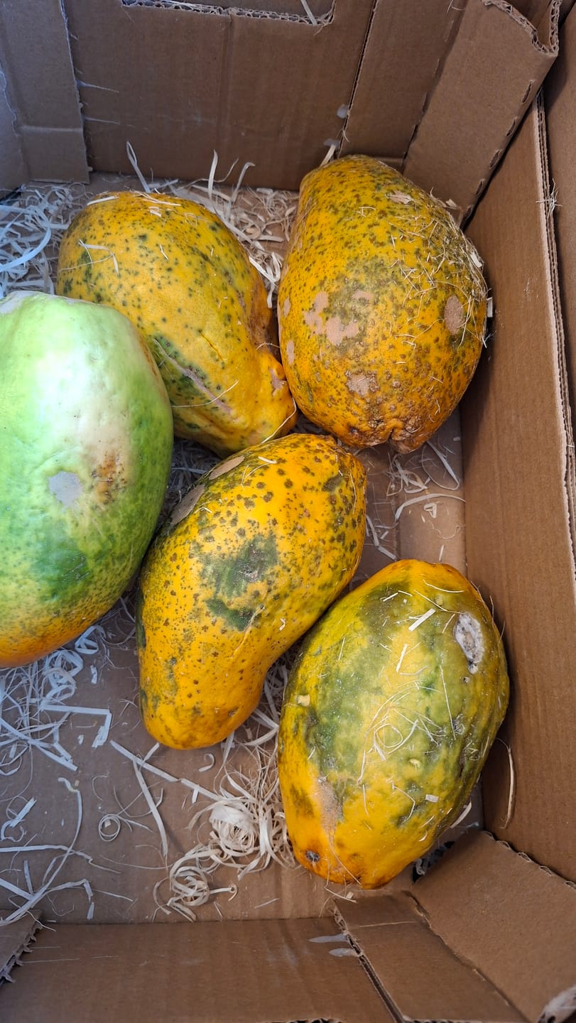 Customer photo review of Papaya Bio von Julian 4kg Box Sonderaktion %