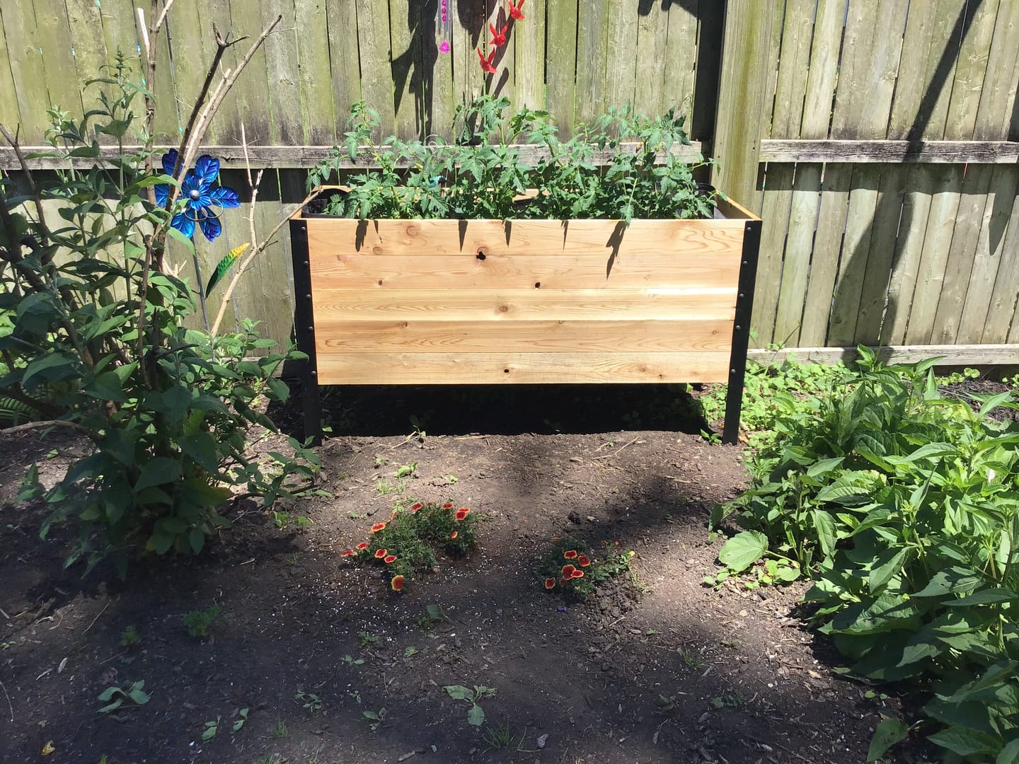 Customer photo review of 18" x 48" Raised Garden Bed - 30" TALL / Garden Grade