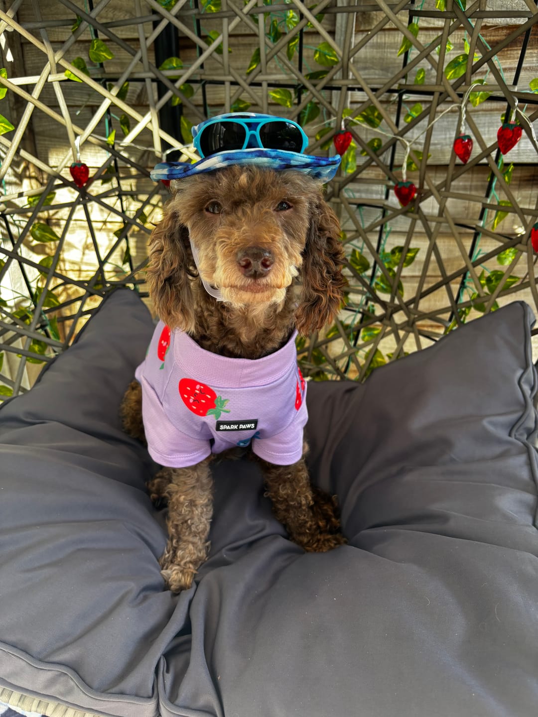 Customer photo review of Sunblock Dog T-Shirt - Berries