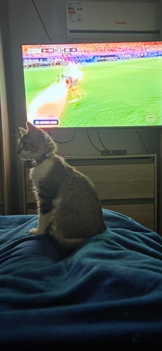 Customer photo review of Collar Remachado (Gato)