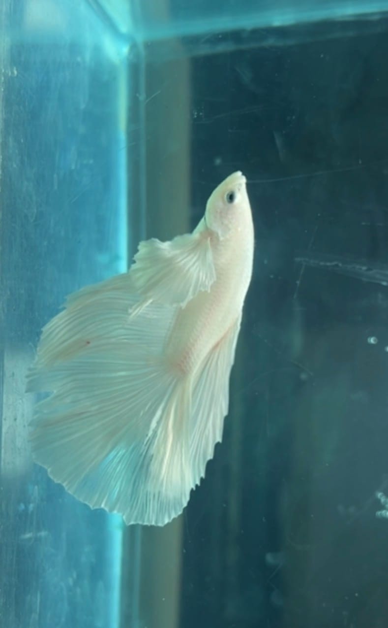 Customer photo review of Super White Dumbo Ear Halfmoon Male Betta Fish