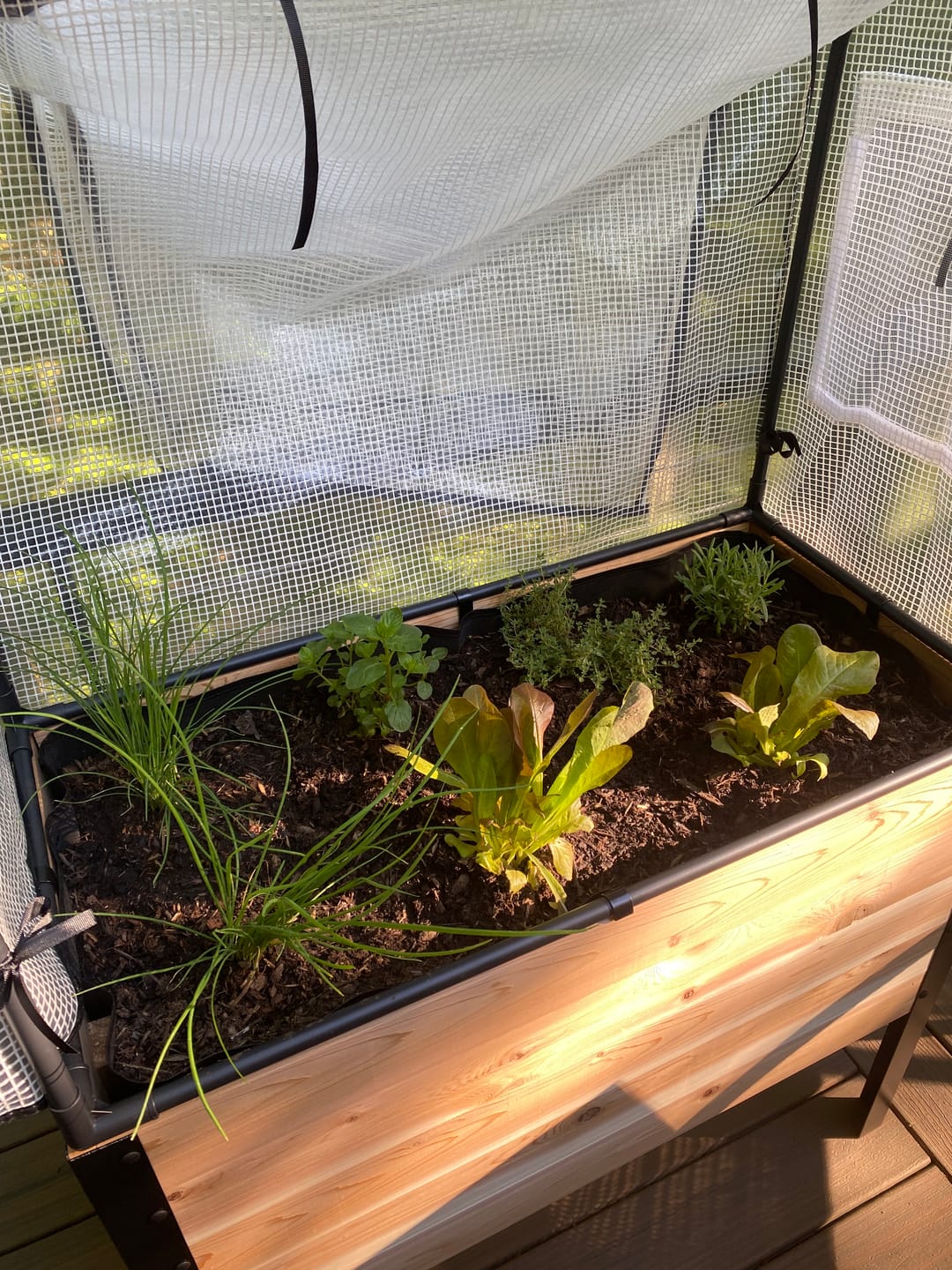Customer photo review of Greenhouse Cover