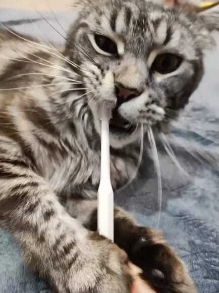 Customer photo review of 360 ToothBrush