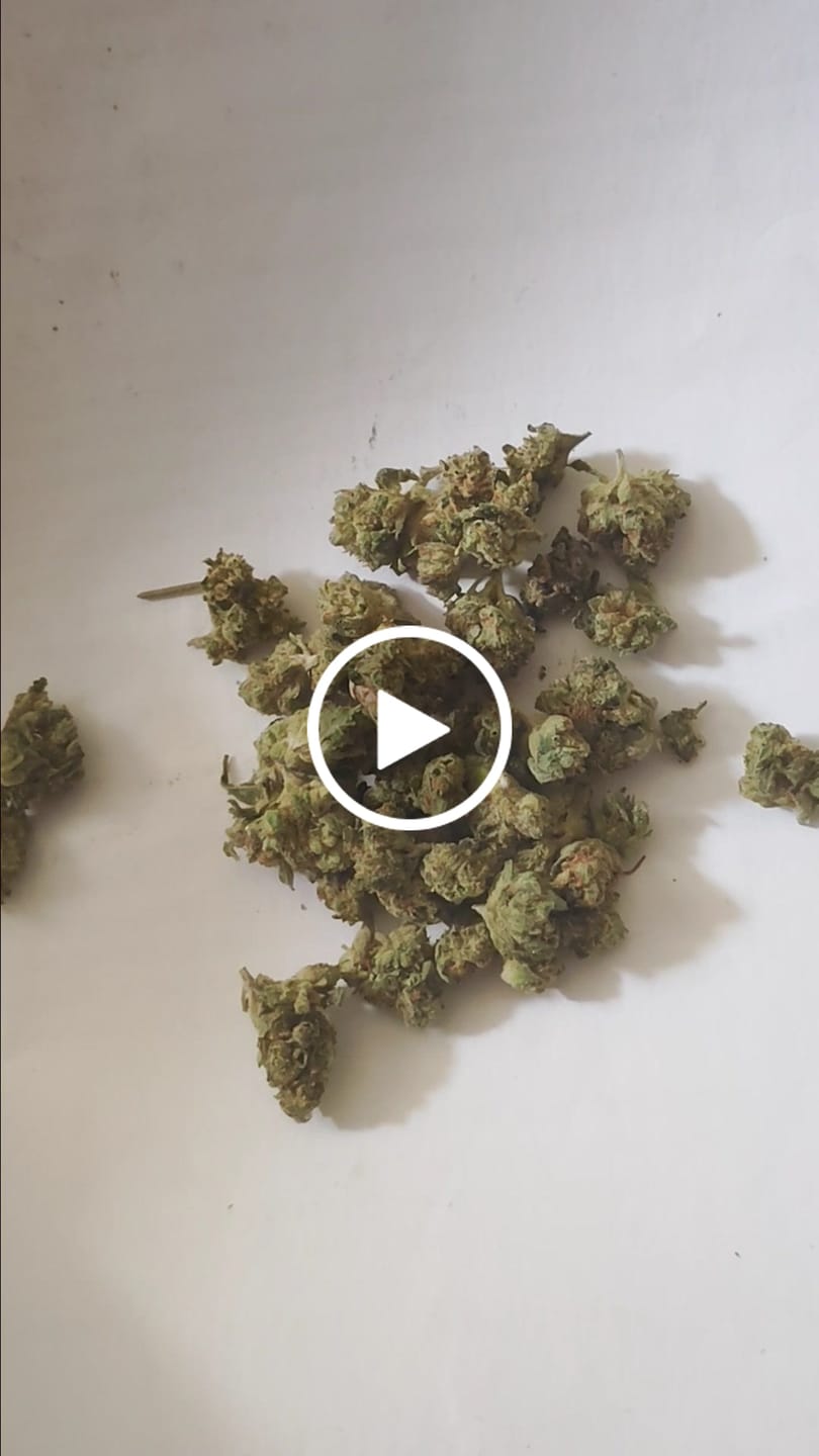 Customer video review of Alien OG - Minis - 14 Grams - Indica