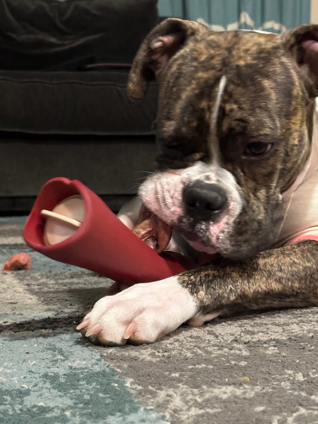 Customer photo review of Bully Stick Safety Holder