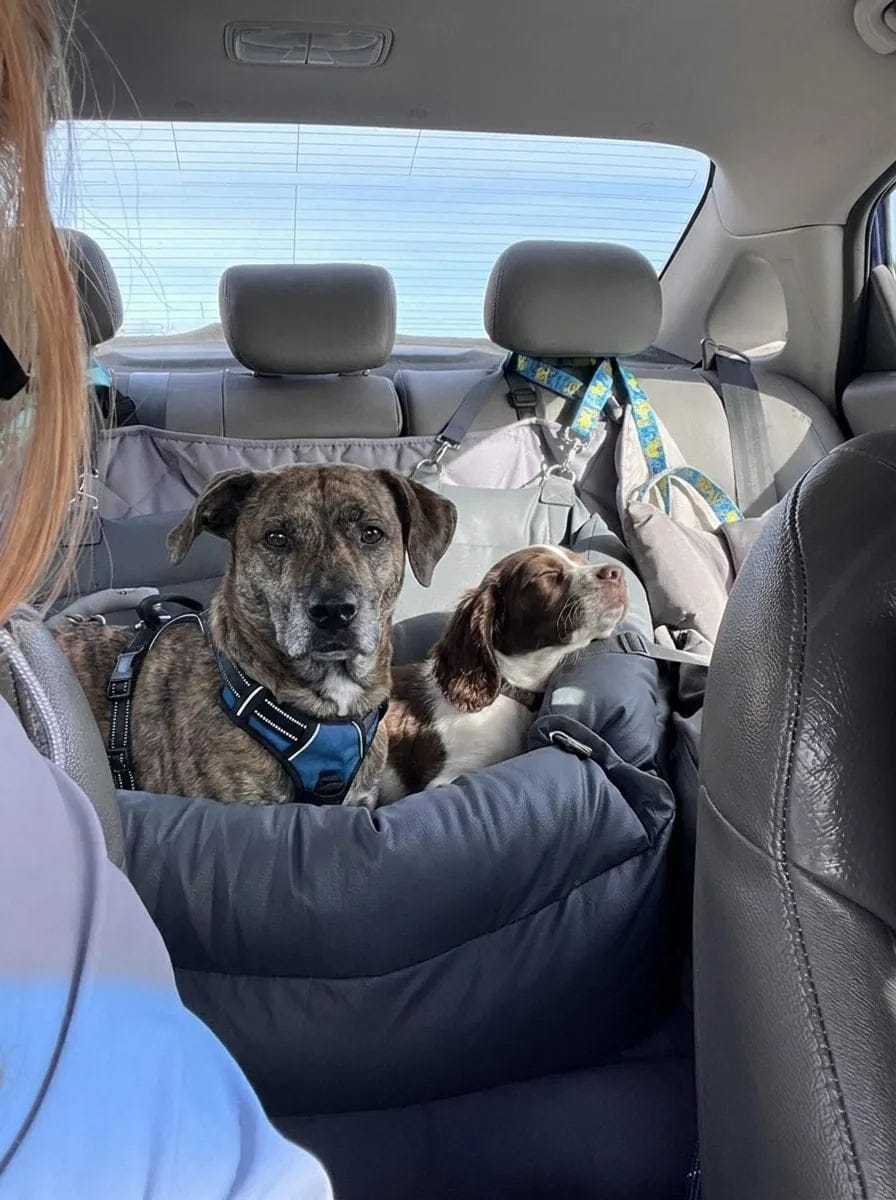 Customer photo review of Siège auto pour grand chien