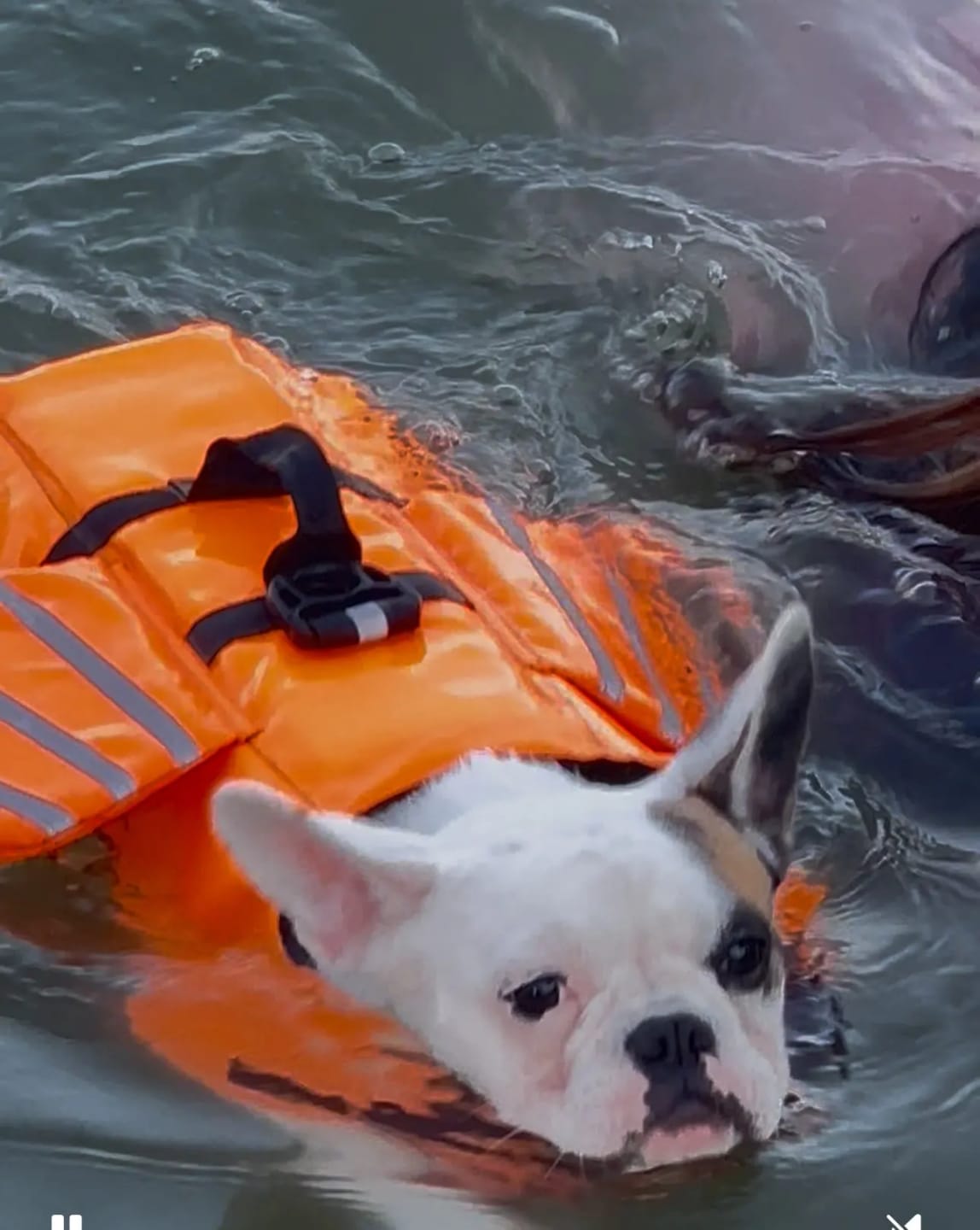 Customer photo review of AquaPawz™ Dog Life Jacket