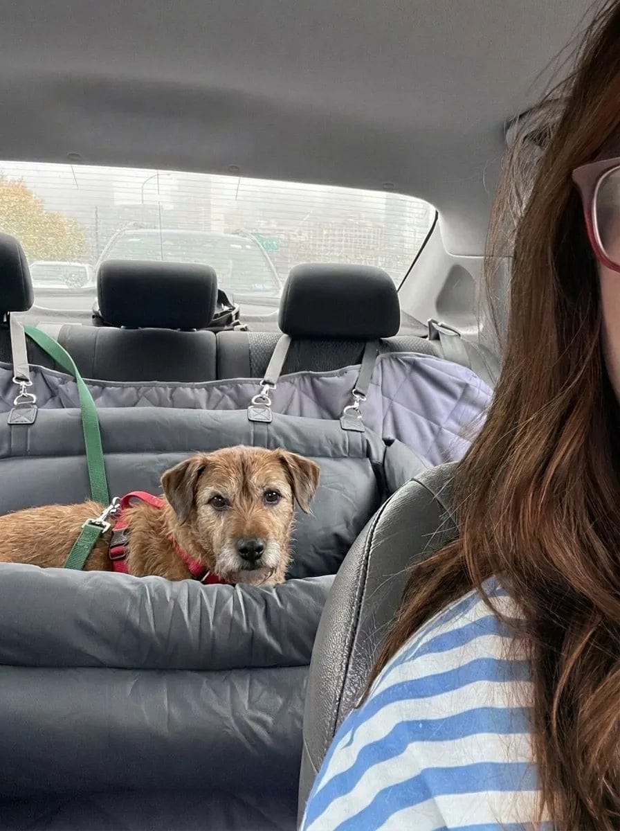 Customer photo review of Siège auto pour grand chien