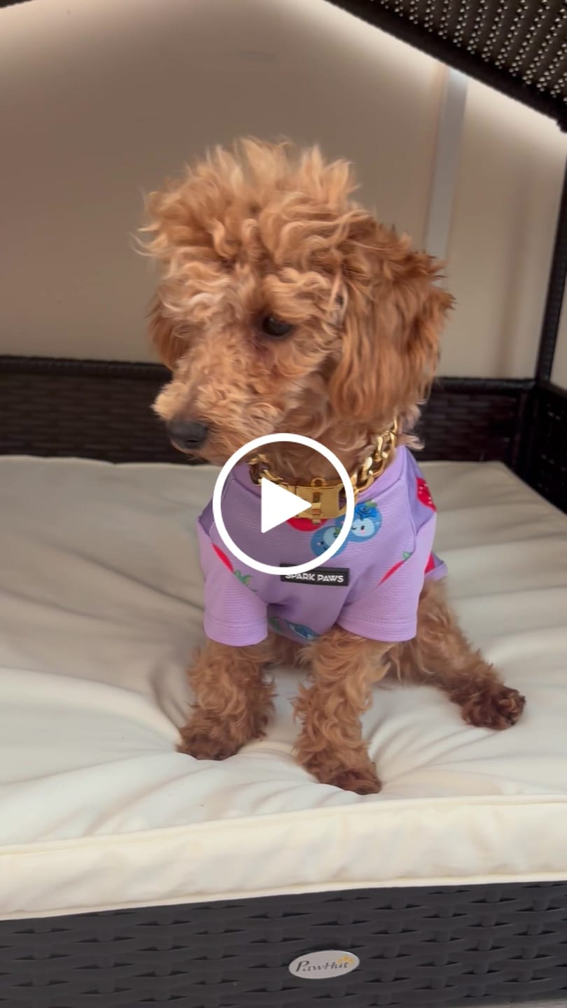 Customer video review of Sunblock Dog T-Shirt - Berries