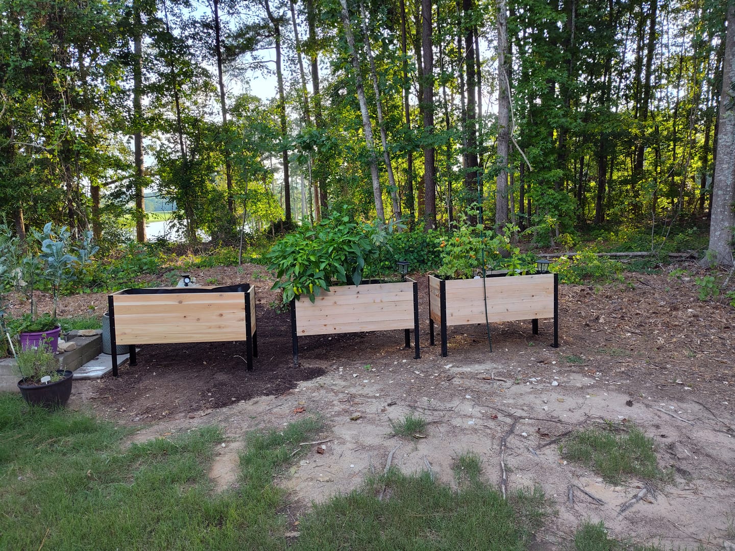 Customer photo review of 18" x 48" Raised Garden Bed - 30" TALL / Garden Grade