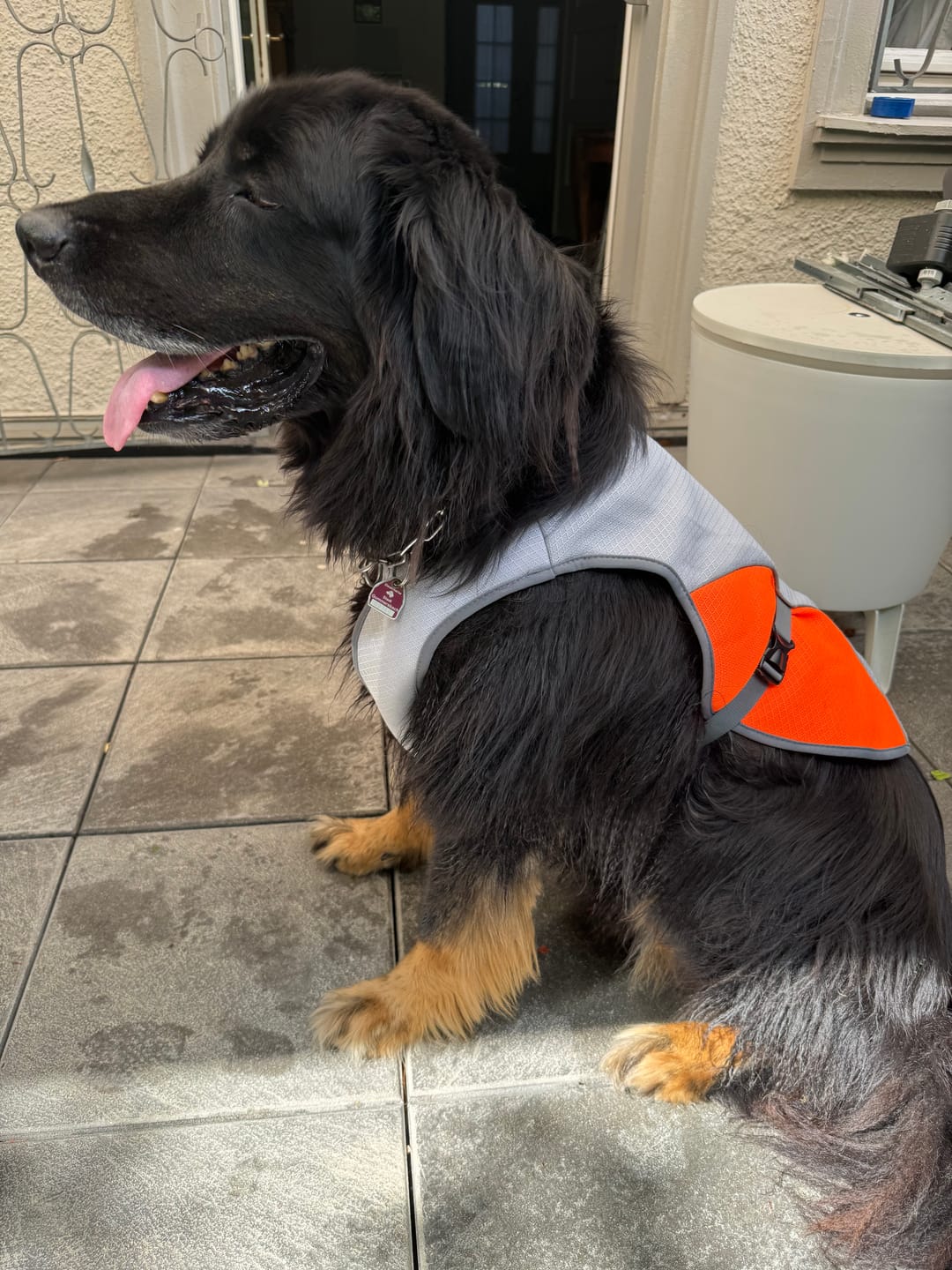 Customer photo review of TruePet Kühlweste Pro™ | Kühlweste & Geschirr in einem | Verdunstungskühlung · Reflektierend · Verstellbar | S–XXXL