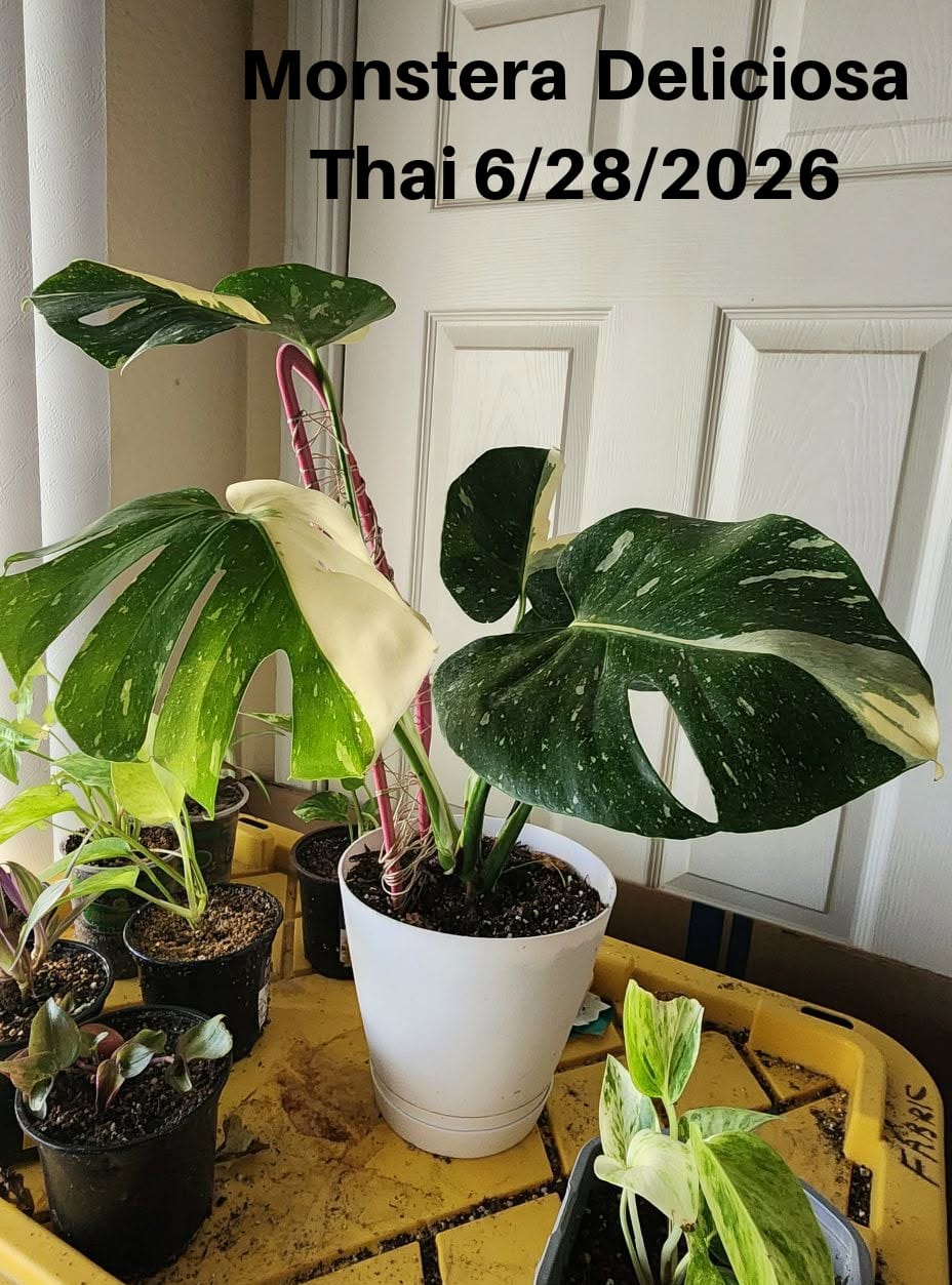 Customer photo review of Monstera deliciosa 'Thai Constellation'