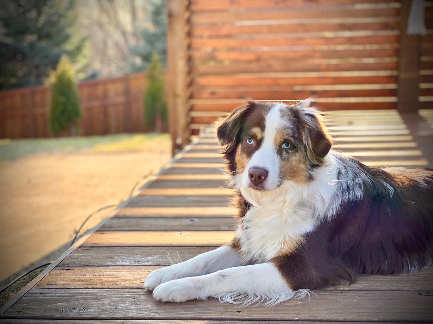 Customer photo review of Trouble Spot Drying Paste - Canine and Cat - 5oz