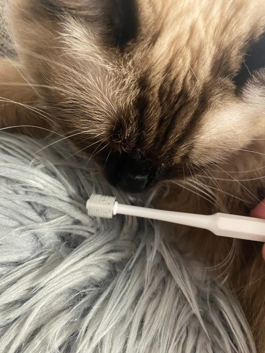 Customer photo review of 360 ToothBrush