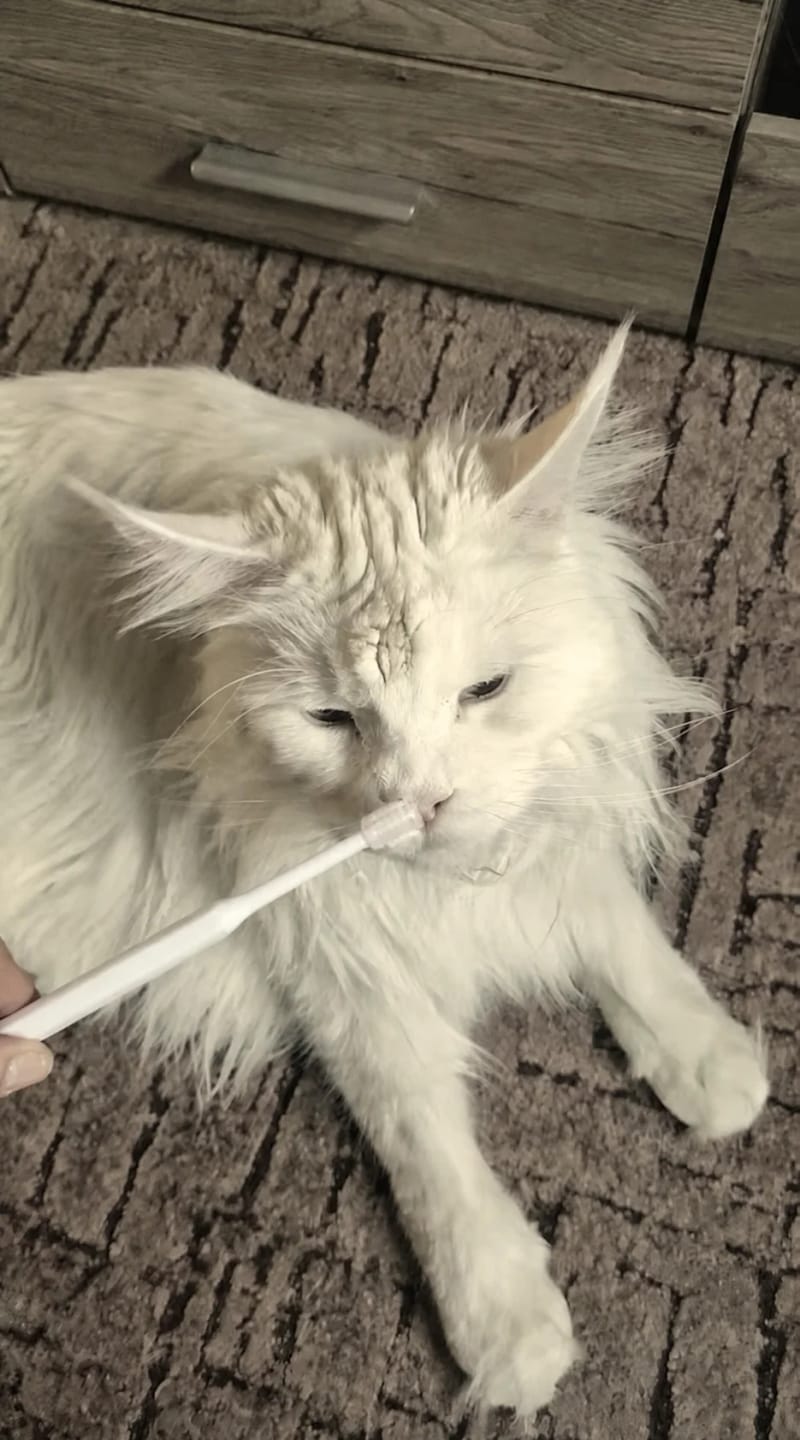 Customer photo review of 360 ToothBrush