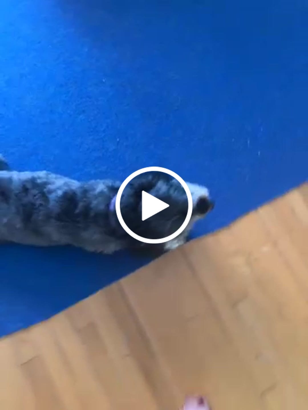 Customer video review of 6 Inch Thick Braided Bully Stick
