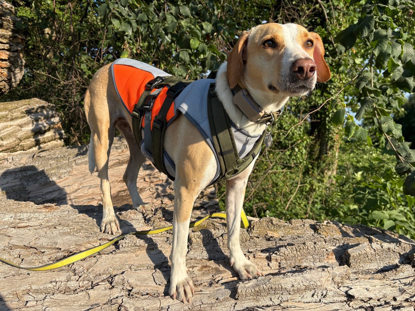 Customer photo review of TruePet Kühlweste Pro™ | Kühlweste & Geschirr in einem | Verdunstungskühlung · Reflektierend · Verstellbar | S–XXXL