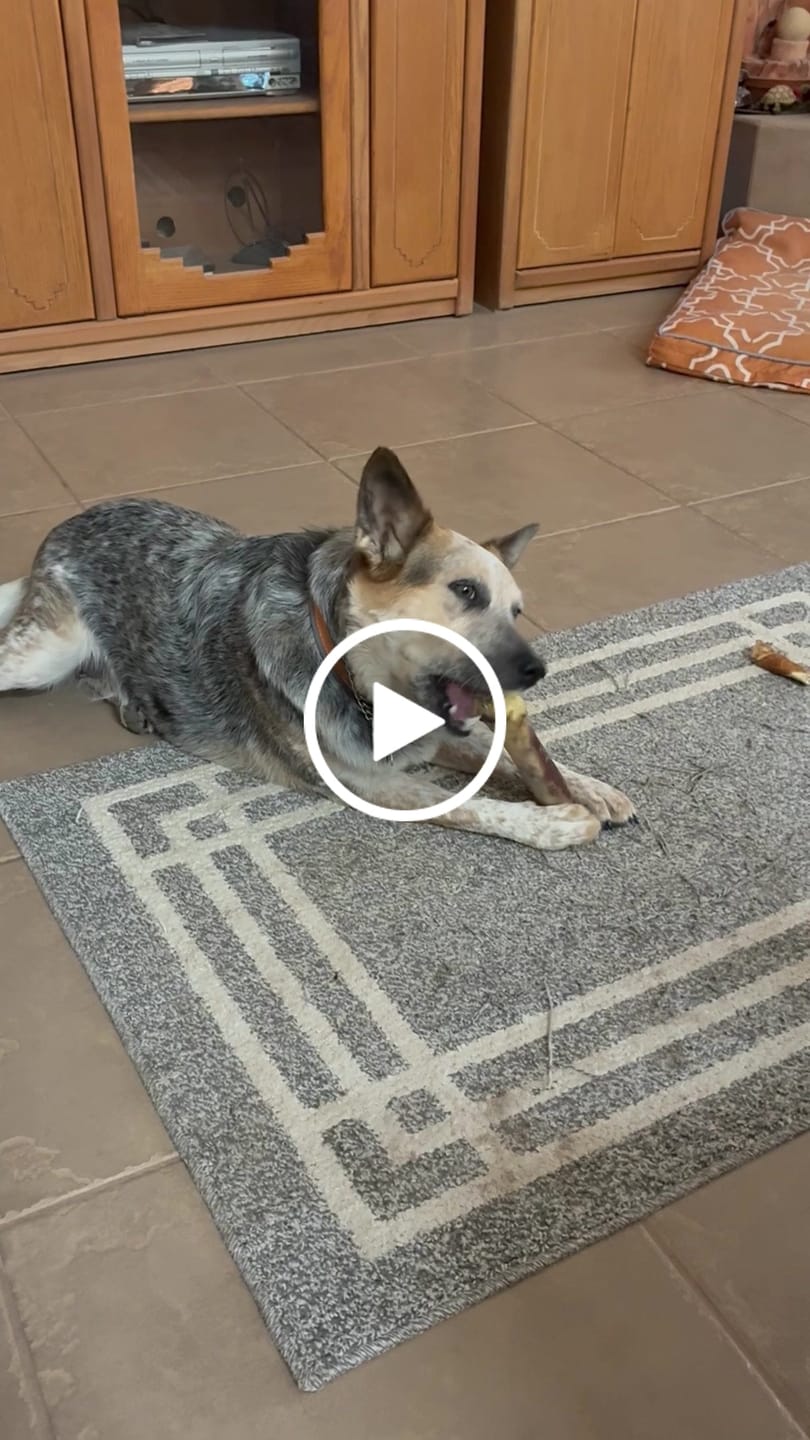 Customer video review of Medium Ostrich Cane (10" x 3"): The Long-Lasting, Flavor-Packed Chew for Medium & Large Dogs