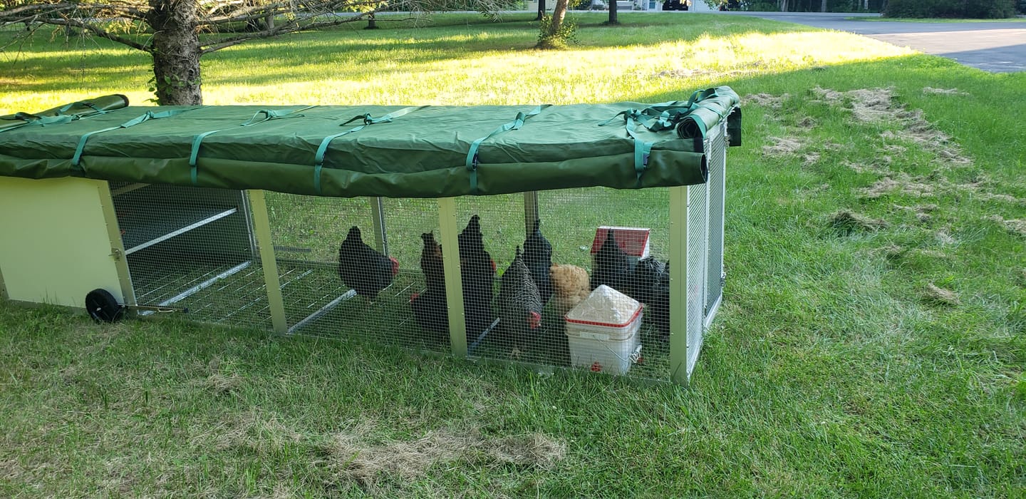 Customer photo review of Canvas Cover for Chicken Coop / Chicken Tractor