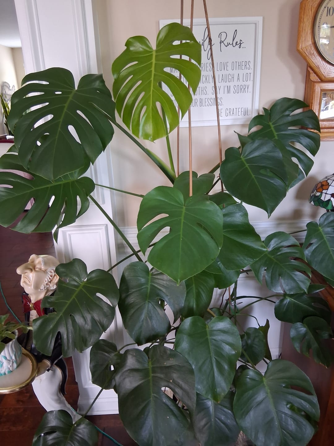 Customer photo review of Plant Juice