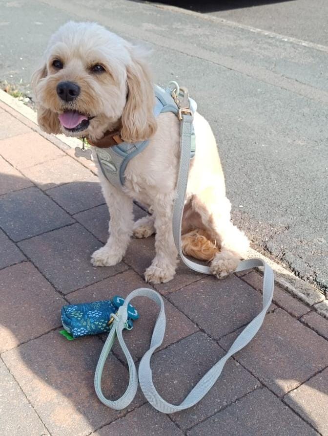 Customer photo review of Trail & Glow Tweed Dog Harness & Lead Set - Colour Drops - Sage Tweed