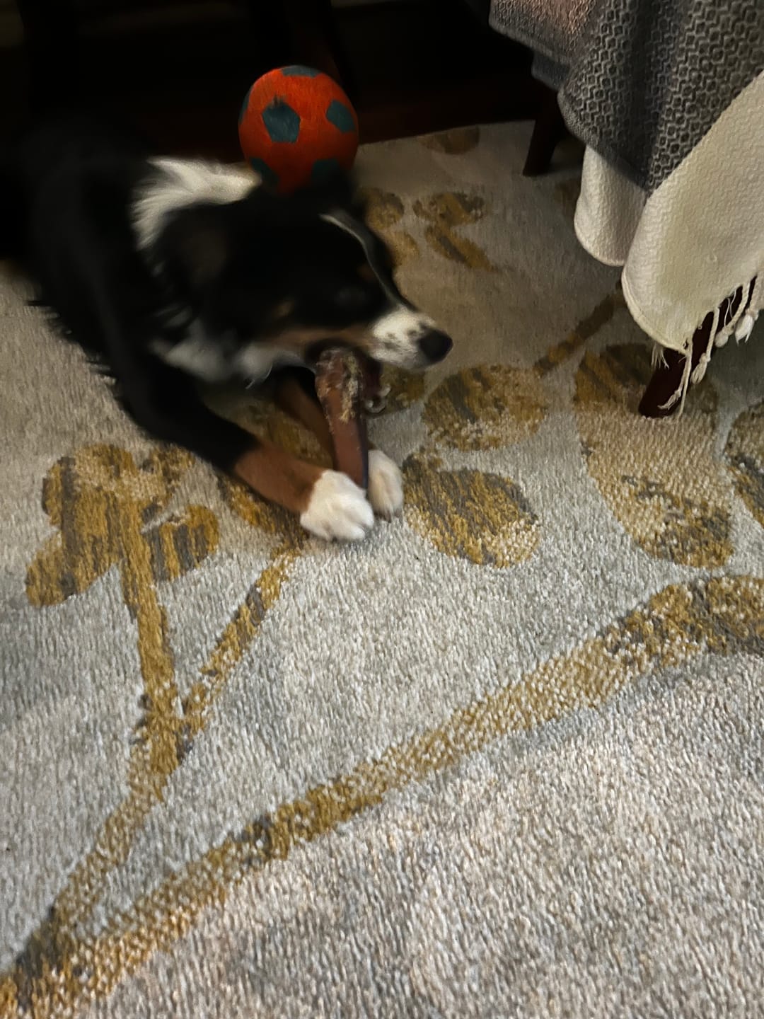 Customer photo review of Monster Bully Sticks 6-Inch | Extra-Thick, Odor-Free Dog Chew