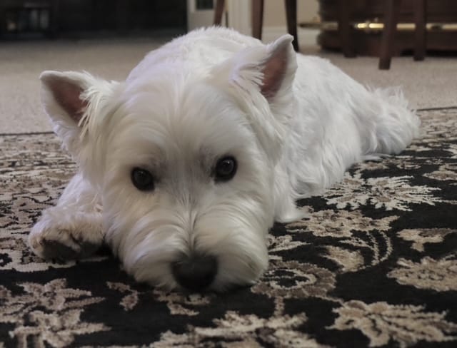 Customer photo review of Cutest Pets of Pupvote Spring 2026