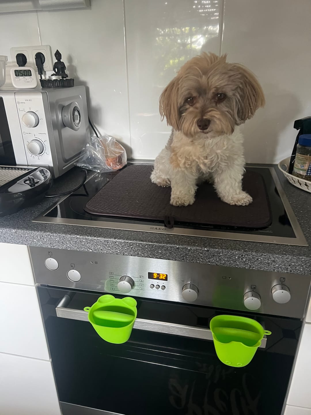Customer photo review of 10% CBD Tropfen für Hunde