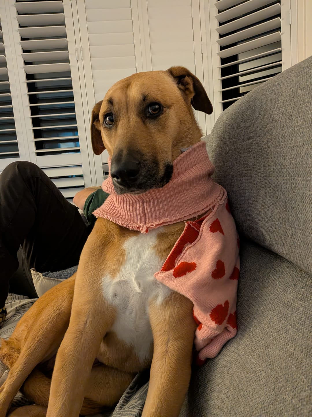 Customer photo review of Hearts Knit Dog Sweater