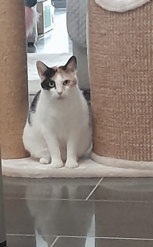 Le chat calico d'un client, Micky, qui adore ses nouvelles croquettes pour chat stérilisé.