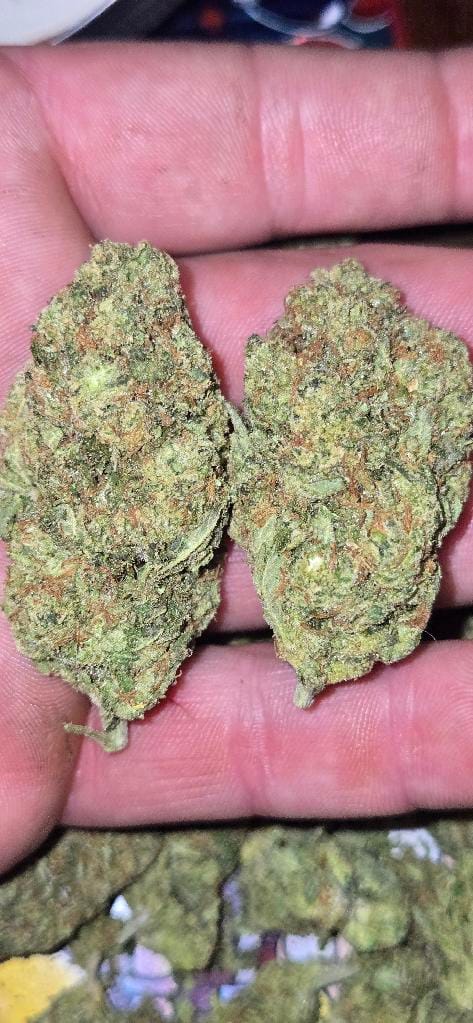 Customer photo review of Alien OG - Bulk - Indica