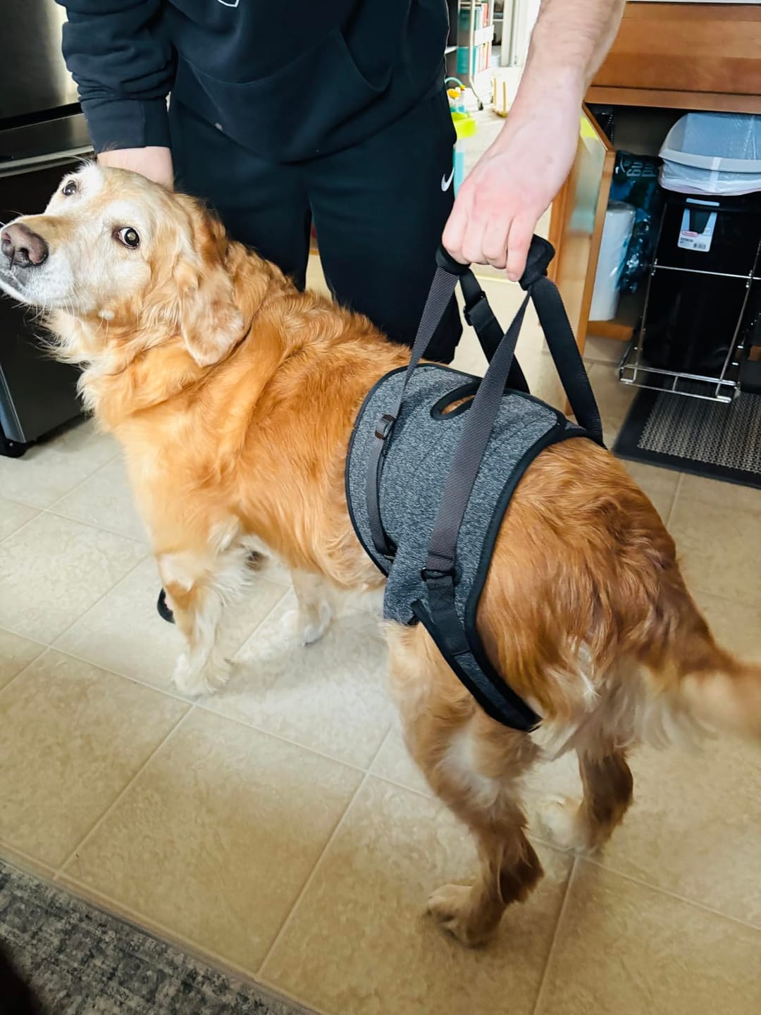 Customer photo review of Ezvara™SteadyStep Harness